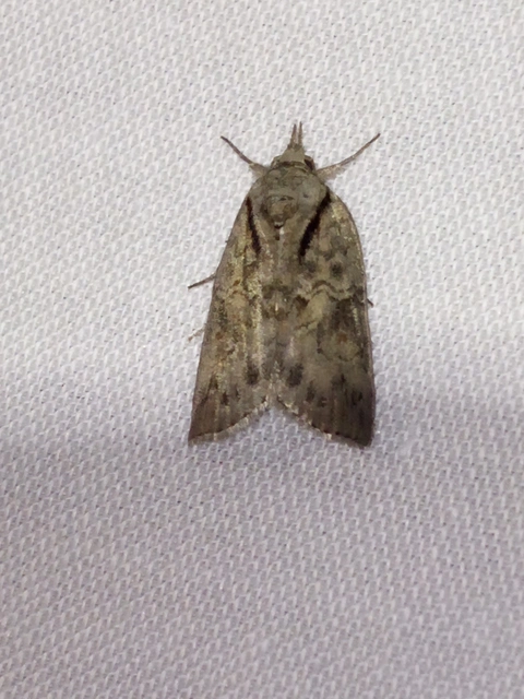 tölgy-trapézbagoly - Nycteola revayana