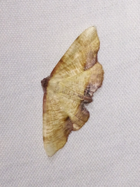 Plagodis dolabraria - baltaszárnyú araszoló