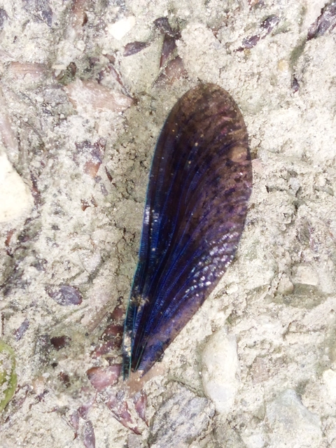 Calopteryx virgo - kisasszony-szitakötő