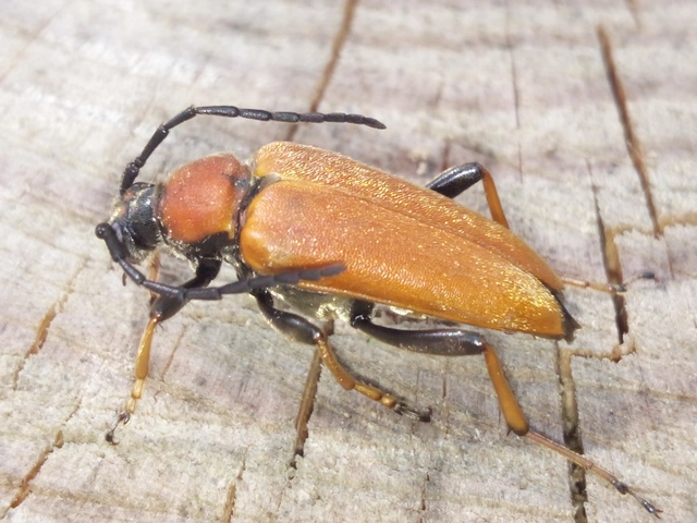 Stictoleptura rubra - vörös virágcincér