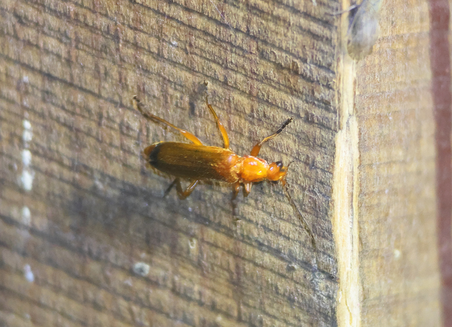 Rhagonycha fulva - feketevégű lágybogár