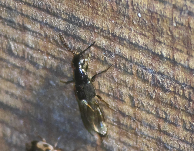 Philonthus punctus - sokpontos ganajholyva
