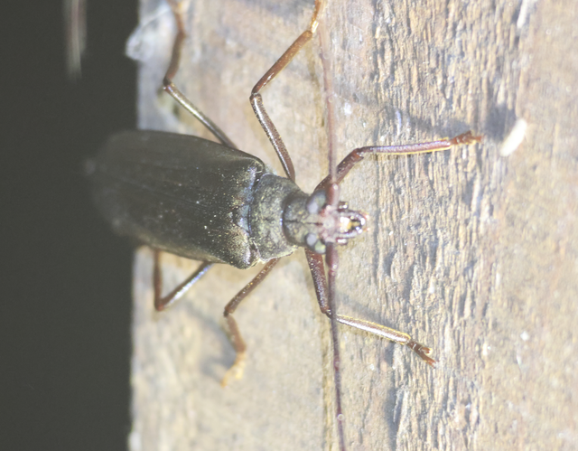 Aegosoma scabricorne - diófacincér