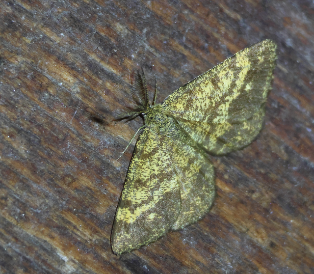 Ematurga atomaria - barna rétiaraszoló