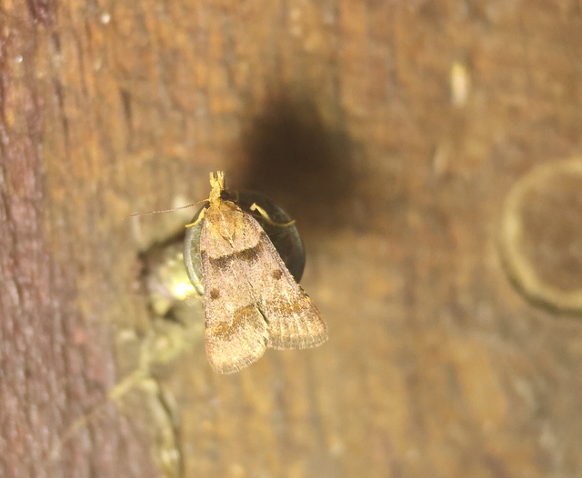 Stemmatophora brunnealis - barna fényilonca