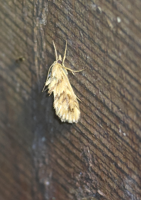 Cynaeda dentalis - gyakori ciframoly