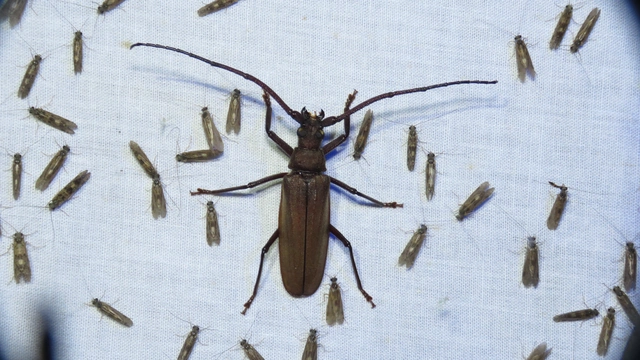 Aegosoma scabricorne - diófacincér