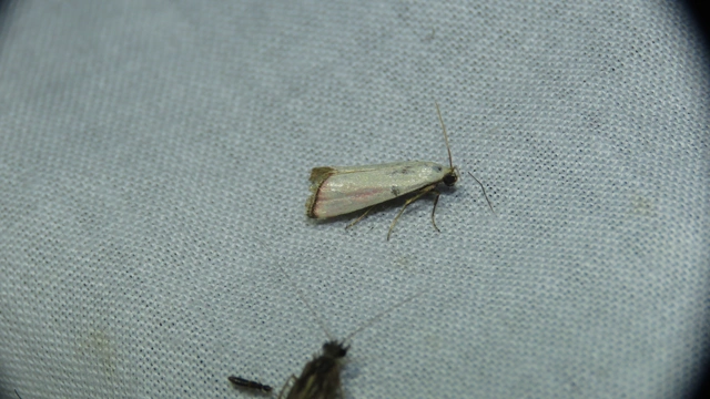 rózsaszínű karcsúmoly - Eurhodope rosella