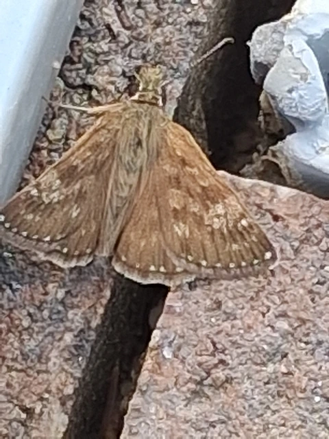 Erynnis tages - cigánylepke