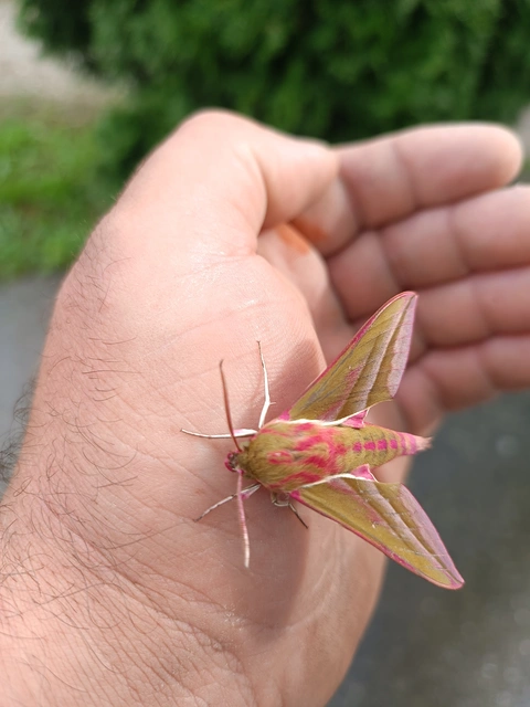 Deilephila elpenor - szőlőszender