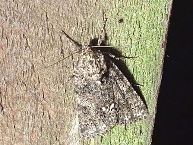 Acronicta rumicis - sóska-szigonyosbagoly