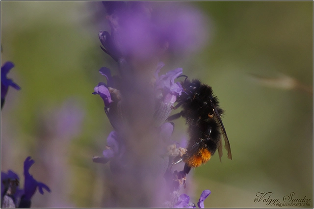 Bombus lapidarius - kövi poszméh