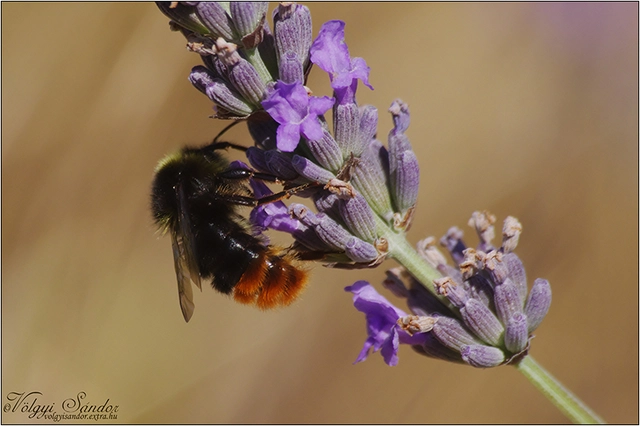 Bombus lapidarius - kövi poszméh