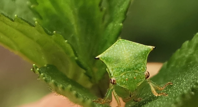 Stictocephala bisonia - bivalykabóca