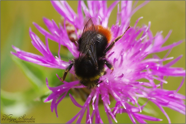 Bombus lapidarius - kövi poszméh