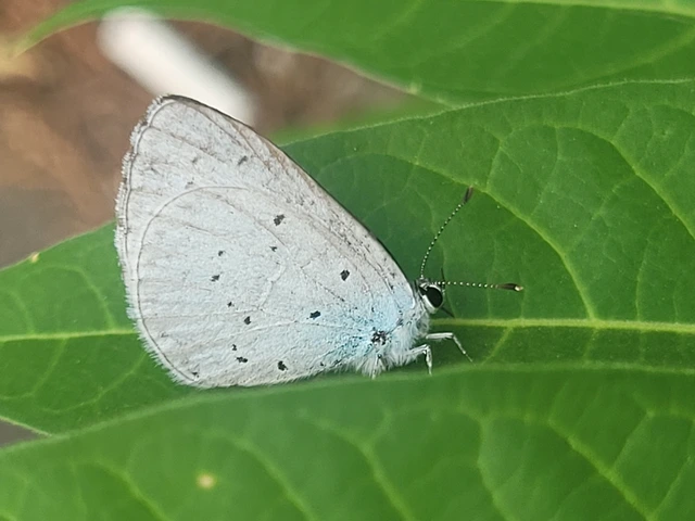 Celastrina argiolus - bengeboglárka