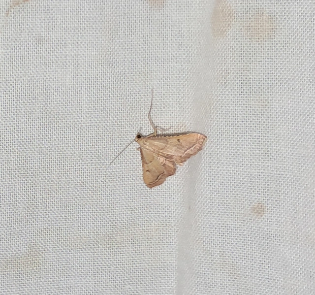 Endotricha flammealis - tüzesszárnyú fényilonca