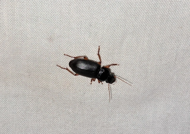 Harpalus rufipes - nagy selymesfutó