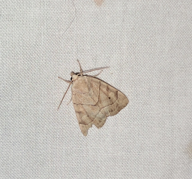 Cosmia trapezina - közönséges lombbagoly