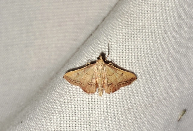 Endotricha flammealis - tüzesszárnyú fényilonca