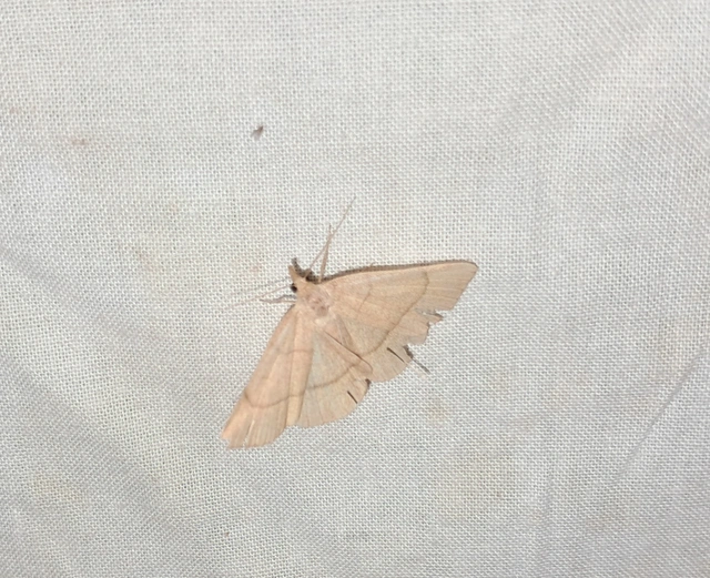 Paracolax tristalis - sárgás karcsúbagoly