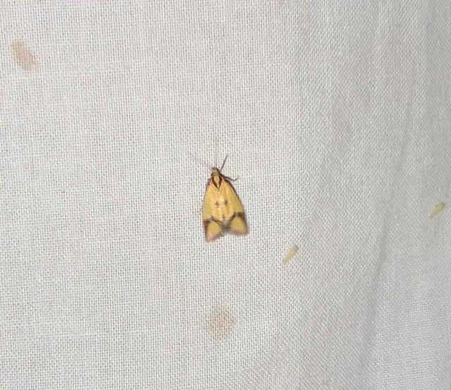 Agapeta zoegana - barnacsíkos sárgamoly