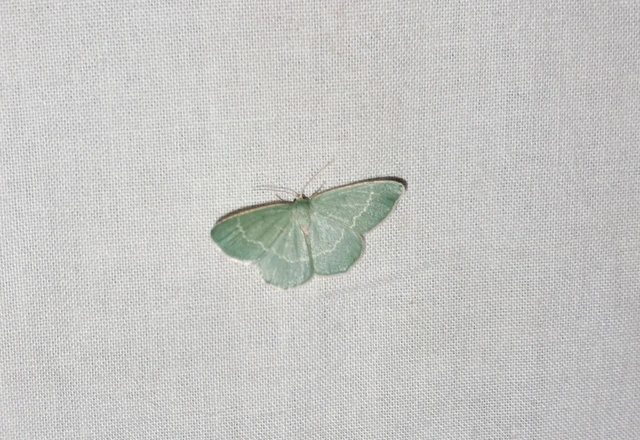 Chlorissa cloraria - sárgászöld araszoló