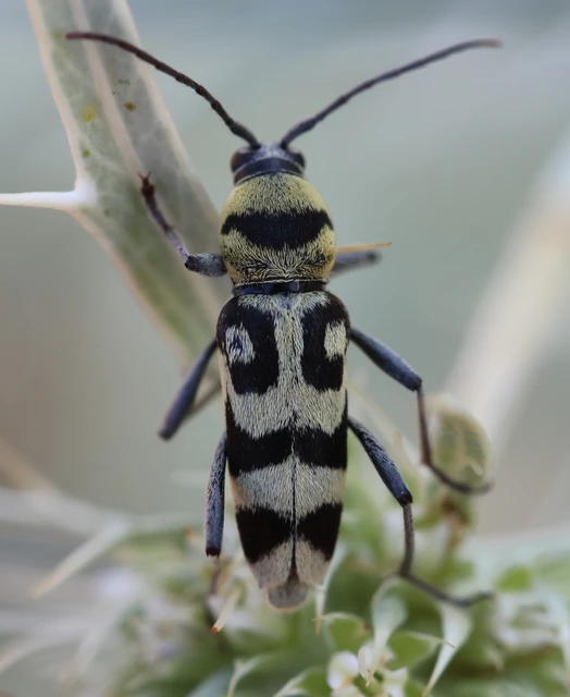 Chlorophorus varius - díszes darázscincér Chlorophorus varius - díszes darázscincér