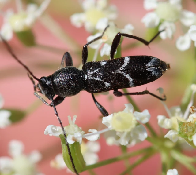 Chlorophorus sartor - feketevállú darázscincér