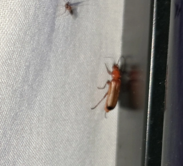 Rhagonycha fulva - feketevégű lágybogár