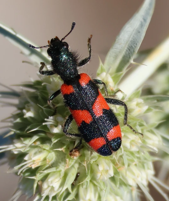 Trichodes favarius - hatfoltos méhészbogár Trichodes favarius - hatfoltos méhészbogár