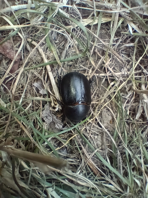 Pentodon idiota - butabogár