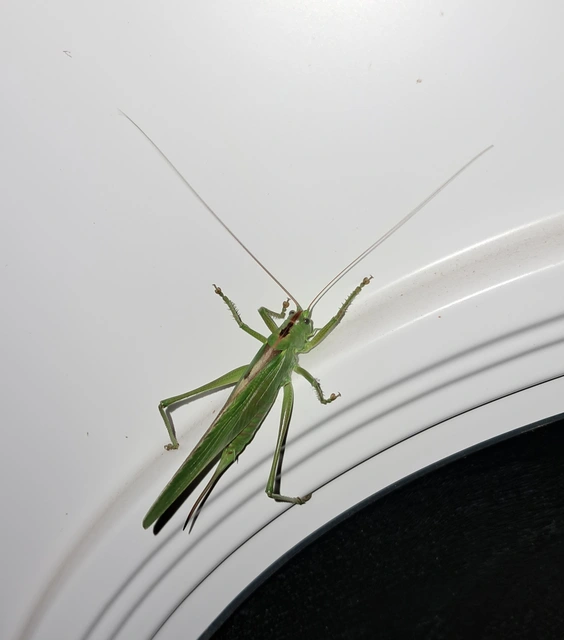 Tettigonia viridissima - zöld lombszöcske