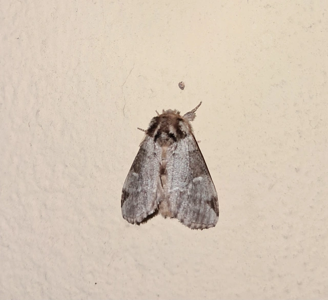 Drymonia obliterata - feketefoltos púposszövő