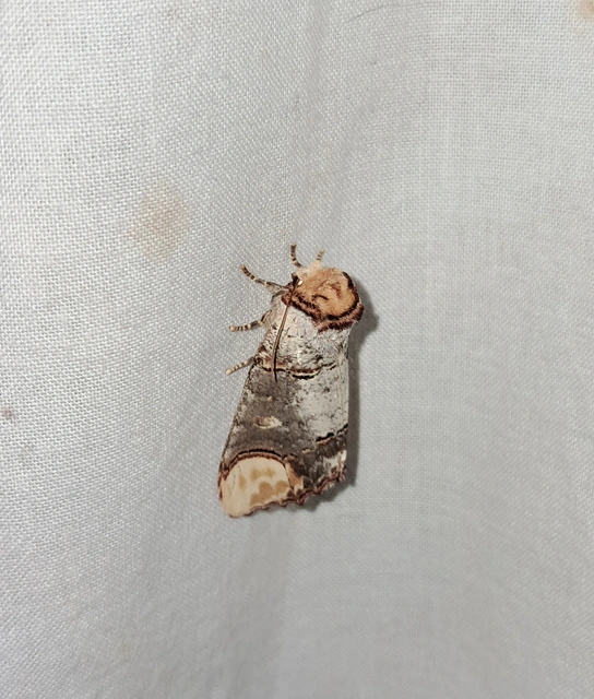 Phalera bucephala - sárgafoltos púposszövő