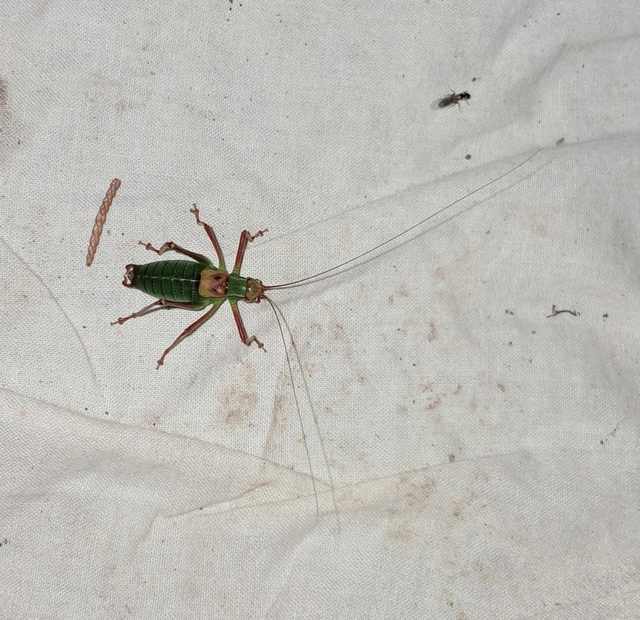 Barbitistes constrictus - északi málnaszöcske