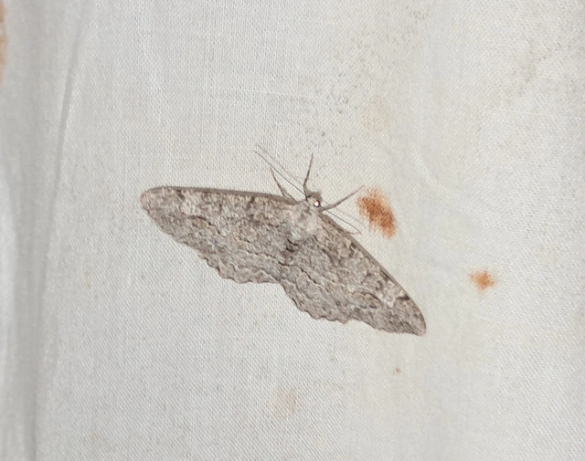 Alcis repandata - foltos faaraszoló