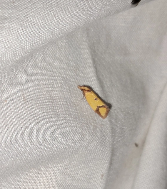 Agapeta zoegana - barnacsíkos sárgamoly