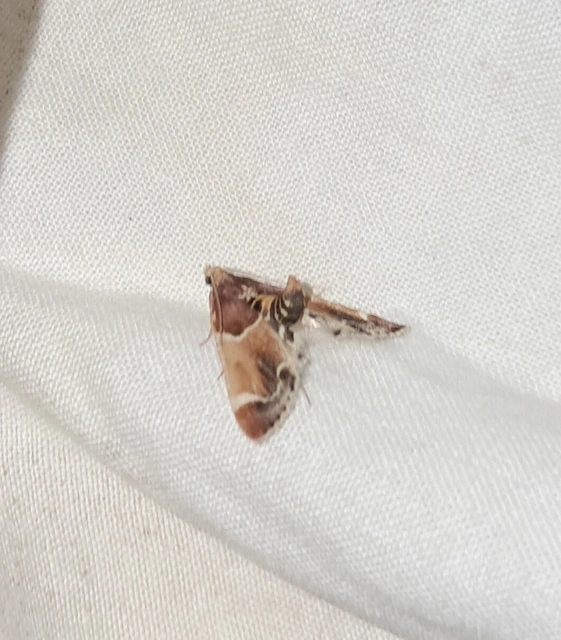 Pyralis farinalis - lisztilonca