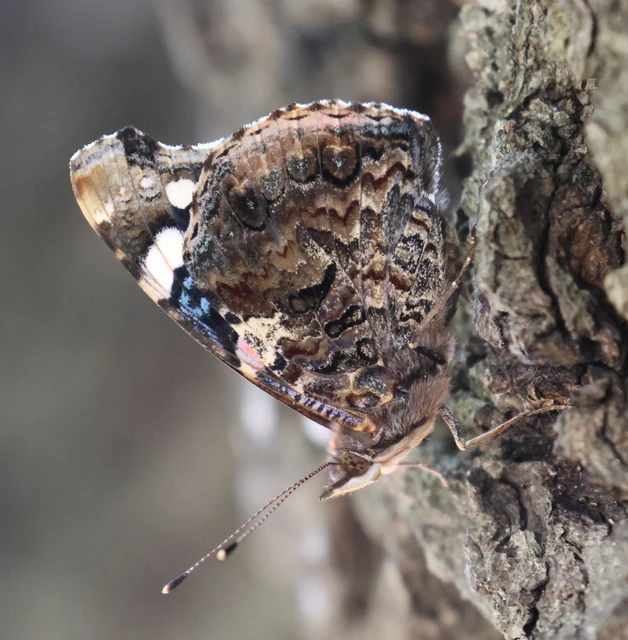 Vanessa atalanta - atalantalepke