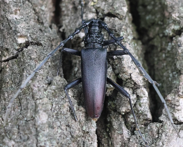Cerambyx cerdo - nagy hőscincér