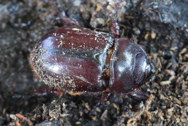 Oryctes nasicornis - orrszarvú bogár