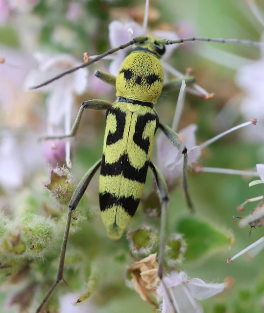 Chlorophorus varius - díszes darázscincér Chlorophorus varius - díszes darázscincér