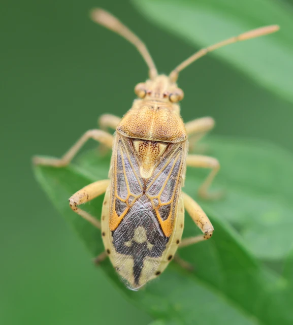 Rhopalidae - üvegpoloskák