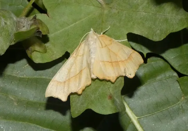 tölgyfa-levélaraszoló - Ennomos quercinaria