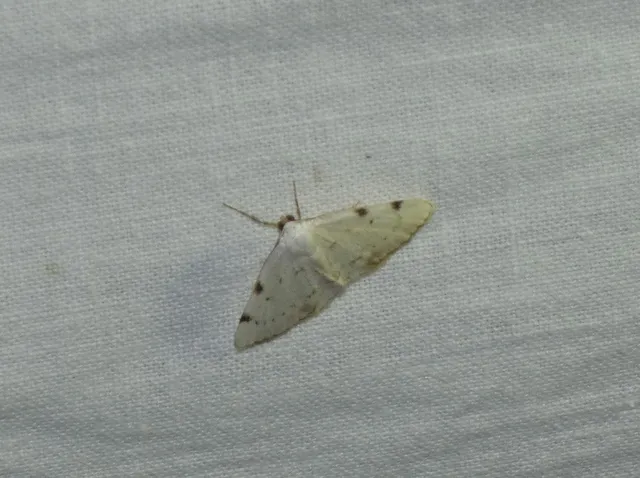 Lomographa bimaculata - kétpontos fehéraraszoló