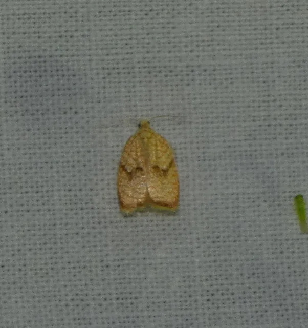 Acleris forsskaleana - juharos levélmoly