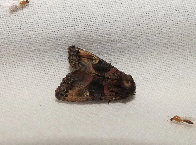Euplexia lucipara - szeder-csipkésbagoly
