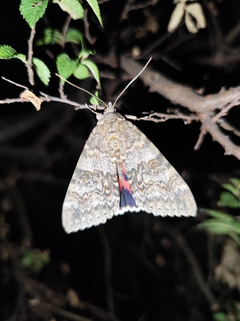 Catocala nupta - piros övesbagoly