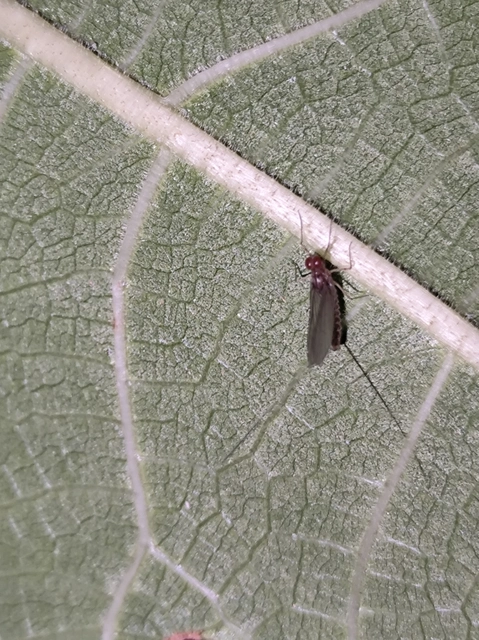 Ephemeroptera - Kérészek
